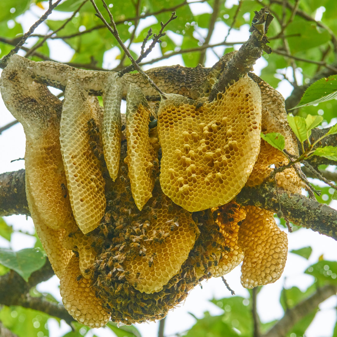 神奈川県ミツバチ駆除サービス、最短60分以内で駆けつけます