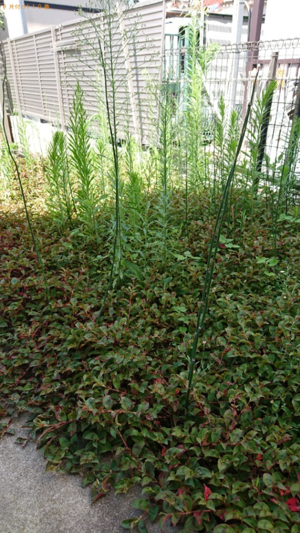 【川崎市高津区】草刈り作業ご依頼　お客様の声